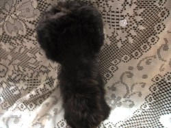 inuit fur_05